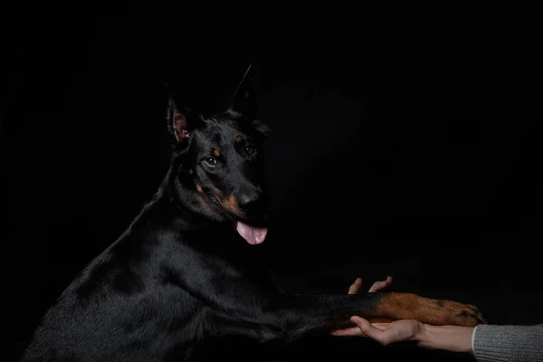 友情、人間の手でフランスの羊飼いの犬足 — ストック写真