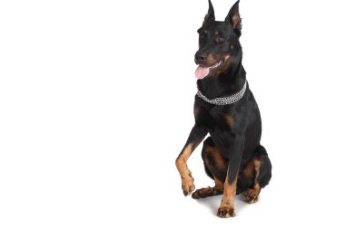 Beauceron köpek oturup, Fransız çoban