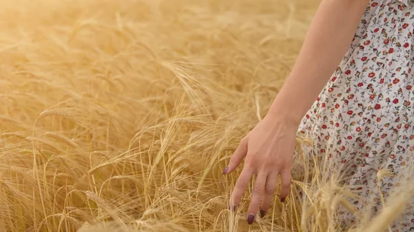 Mão de mulher contra espigas de trigo, liberdade — Fotografia de Stock
