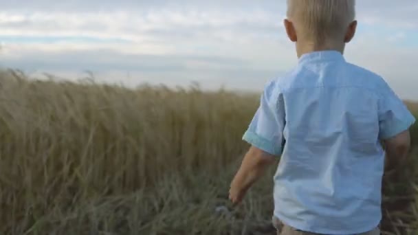 Chlapce vede přes pole pšenice, šťastné dětství — Stock video