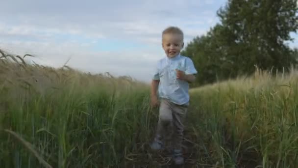 Chłopiec biegnie przez pole pszenicy, szczęśliwe dzieciństwo — Wideo stockowe
