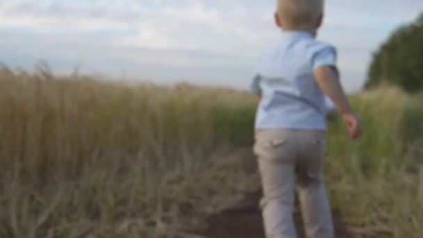 Padres felices jugando con el niño en un campo de trigo — Vídeos de Stock