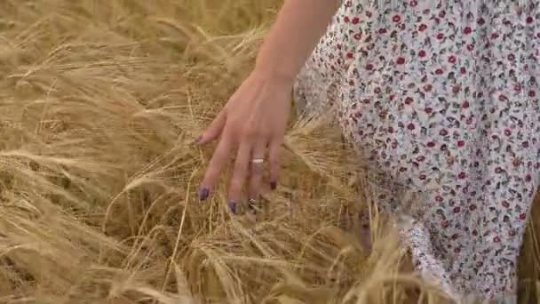 Mão de mulher contra espigas de trigo, liberdade — Vídeo de Stock