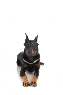 Beauceron köpek, Fransız çoban beyaz arka plan üzerinde