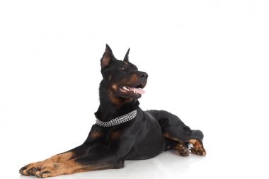 Beyaz arka plan üzerinde Fransız çoban köpeği