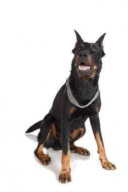 Fransız çoban köpeği kabuk düşman