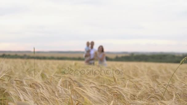 Feliz infancia, familia juntos en el campo de trigo — Vídeo de stock