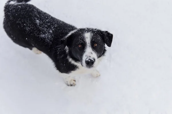 Cute dog looks at the camera in the winter park. — Stock Photo, Image