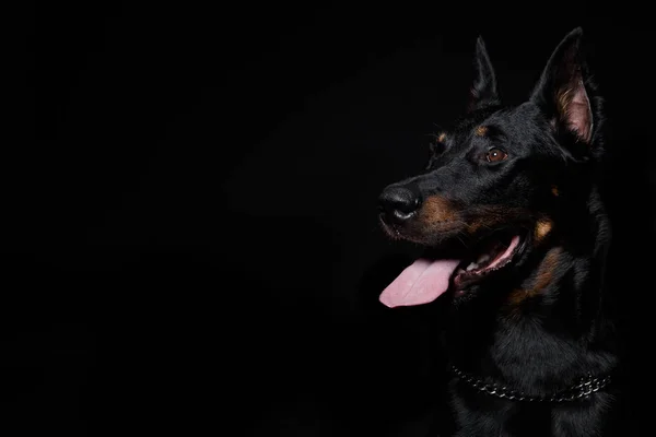 Beauceron perro aislado sobre fondo negro — Foto de Stock