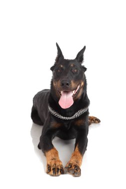 Beauceron köpek, Fransız çoban beyaz arka plan üzerinde