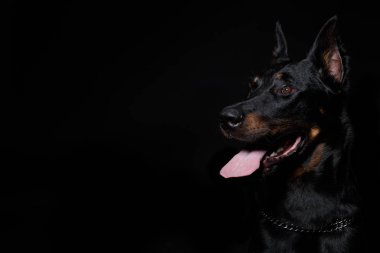 Siyah arka plan üzerine izole Beauceron köpek