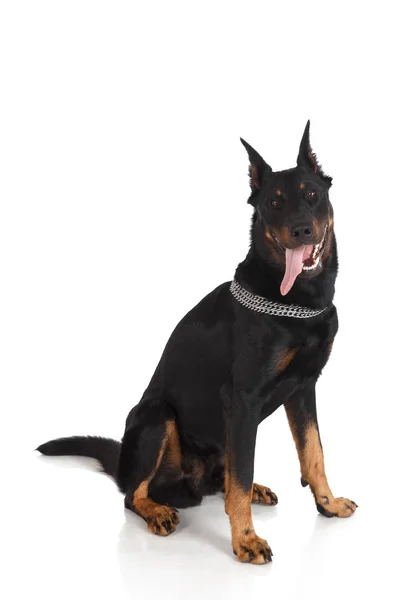 Retrato de beauceron cão no fundo branco — Fotografia de Stock