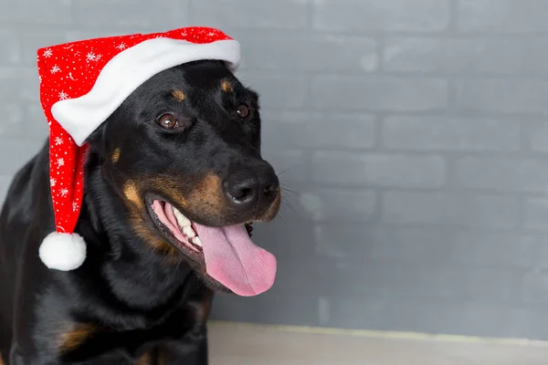Francia kutya fej, a nyelv kilóg a santa claus kalap — Stock Fotó