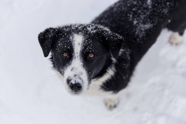 sevimli köpek kış park kamera bakar.