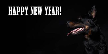 Fransız Dog Head'a, yazıt 'mutlu yıllar' siyah arka plan üzerine.