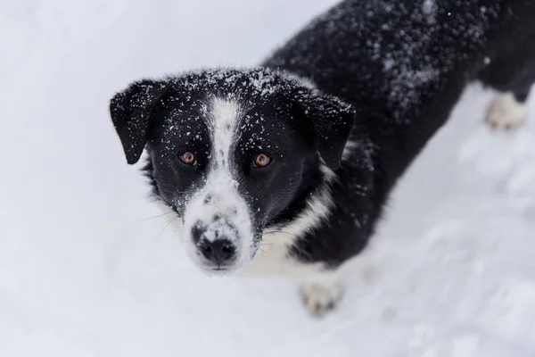 Χαριτωμένο σκυλί κοιτάζει την κάμερα στο χειμερινό πάρκο. — Φωτογραφία Αρχείου