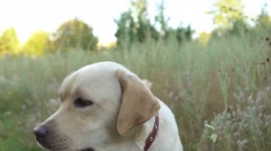 Güzel köpek doğa istirahat
