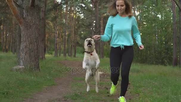 Joven mujer es caminar con perro en el bosque — Vídeos de Stock