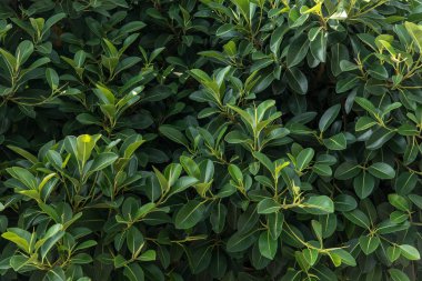 Yeşil yaprakları doku, yeşillik zemin