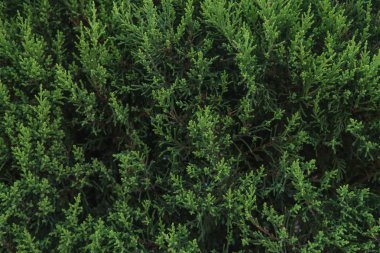 Yeşil yaprakları doku, yeşillik zemin