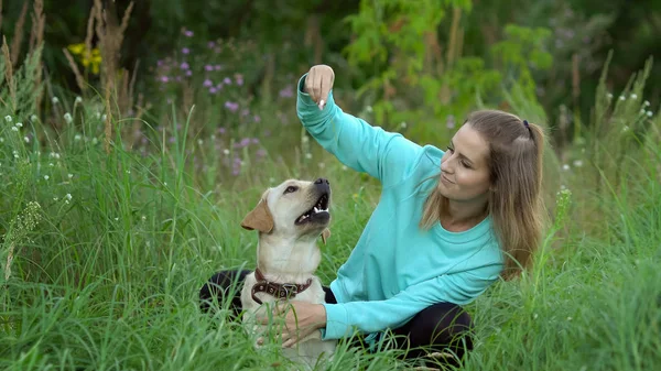 Genç kadın ile köpek ormanda yürüyor — Stok fotoğraf