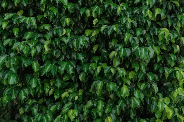 Textúra zöld levelek, lombozat hátteret — Stock Fotó