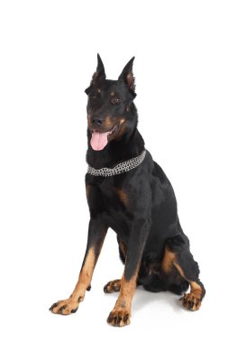 Fransız çoban köpeği, beyaz arka plan oturan