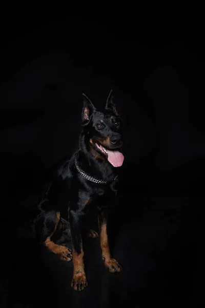 Französischer Schäferhund mit heraushängender Zunge — Stockfoto