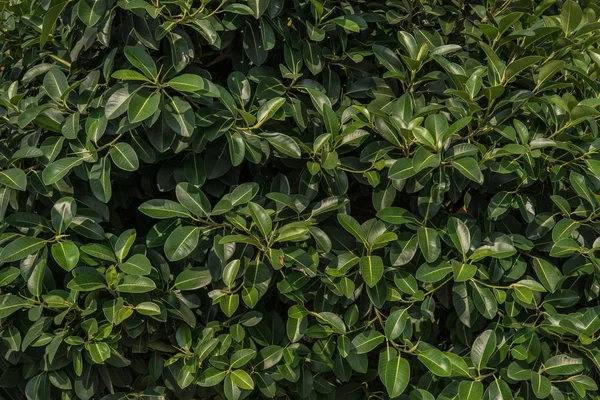 Textura de folhas verdes, fundo de folhagem — Fotografia de Stock