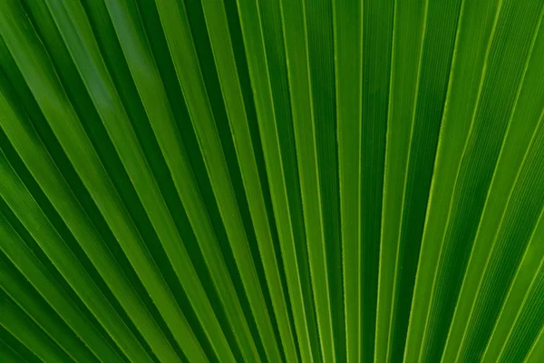 Yeşil yaprak portre, çiçek arka plan