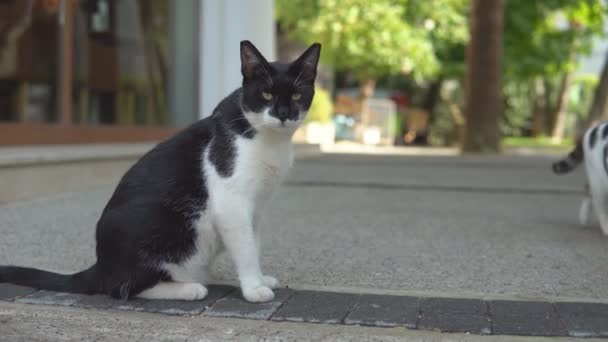 Portrait of a street cat standing and looking in old european city. — Stock Video