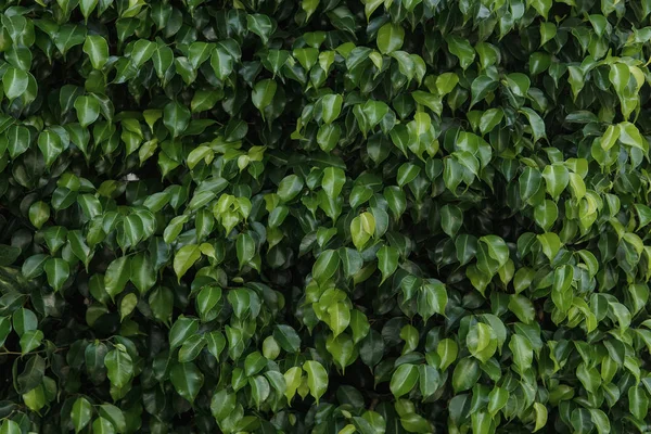 Textúra zöld levelek, lombozat hátteret — Stock Fotó