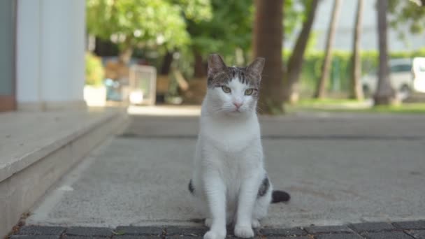 Ayakta ve eski Avrupa şehirde seyir sokak kedi portresi. — Stok video