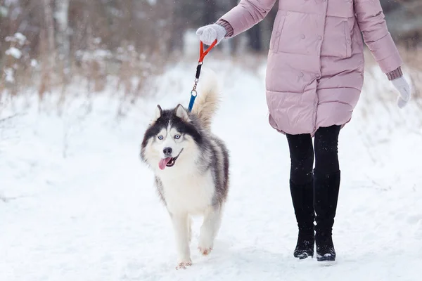 Κορίτσι με ένα σκυλί για μια βόλτα στο δάσος, χάσκι — Φωτογραφία Αρχείου