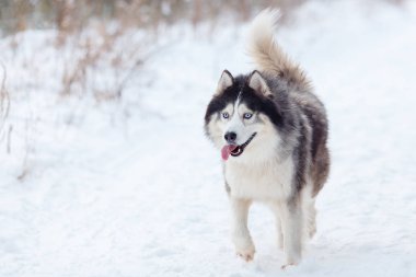Husky kış ormandaki