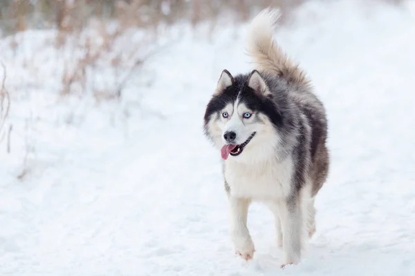 Σκύλος χάσκεϋ μέσα στο δάσος του χειμώνα — Φωτογραφία Αρχείου