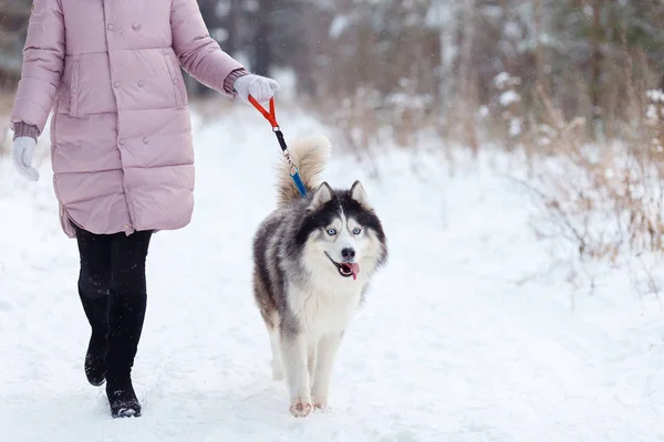 Girl with a hussy breed dog on a walk in the forest in winter — Stock Photo, Image