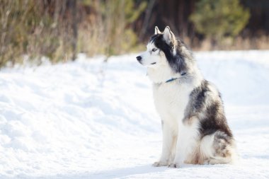 Sibirya Husky köpeği Kışın siyah beyaz