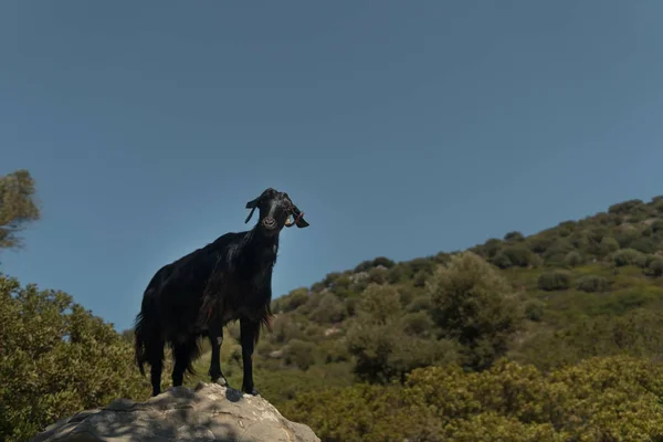 Retrato de cabra em um prado de verão e fundo de montanhas — Fotografia de Stock