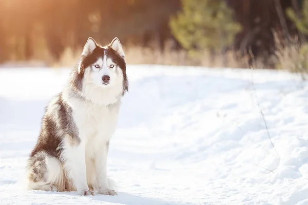 Σιβηρίας Husky σκυλί μαύρο και άσπρο χρώμα το χειμώνα — Φωτογραφία Αρχείου