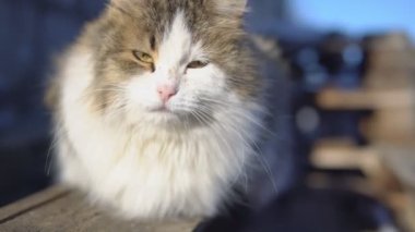 Kabarık kedi güneşte tadını çıkarma