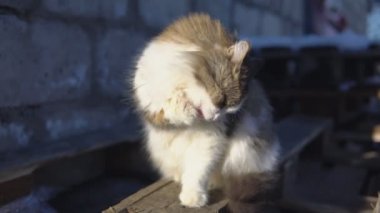 Sokağın ortasında güneşli bir günde yıkama güzel kabarık kedi