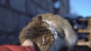 Adam sokakta bir kabarık kedi okşayarak