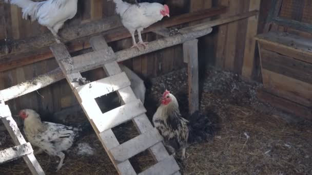 Agricultura. Pollos y gallos en el gallinero — Vídeo de stock