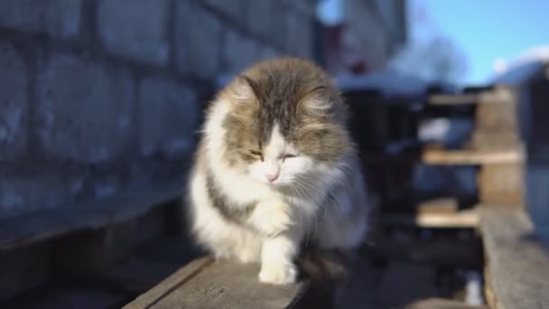 太陽の下で彼自身を洗うふわふわ猫 — ストック動画