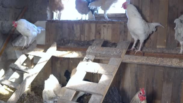 Agricultura. Pollos y gallos en el gallinero — Vídeo de stock