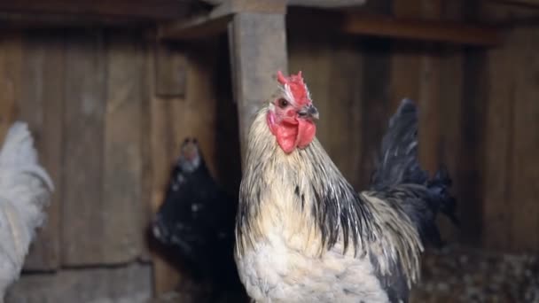 Weißer Hahn mit rotem Kamm im Hühnerstall — Stockvideo