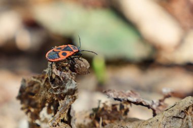 kırmızı böcek asker Pyrrhocoris apterus siyah kanatları ile tepe ormanda sonbaharda bir ağaç dalı üzerinde oturan