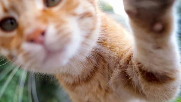 redhead cat touches his paw and sniffs the camera.