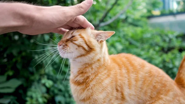 Los machos mano golpes lindo jengibre gato — Foto de Stock